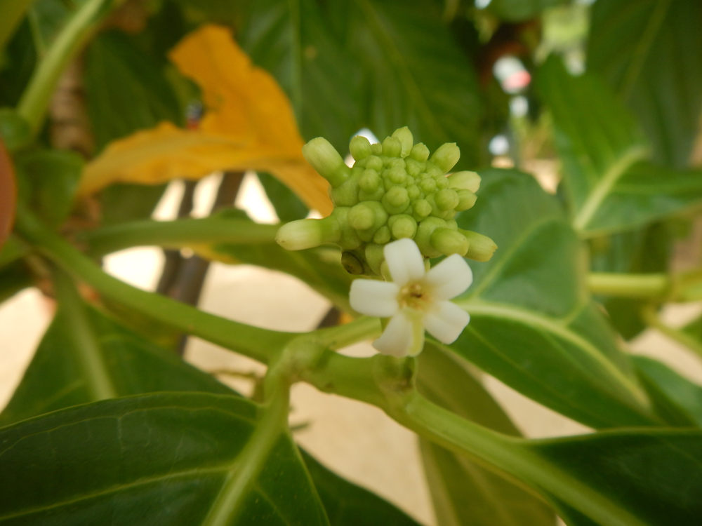 Brasile - nei Lenis Maranhenses: Morinda citrifolia  (Rubiaceae)