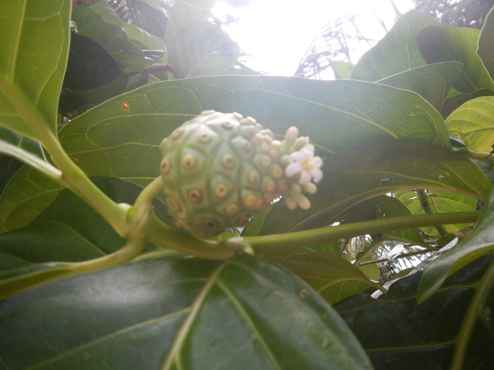 Brasile - nei Lenis Maranhenses: Morinda citrifolia  (Rubiaceae)