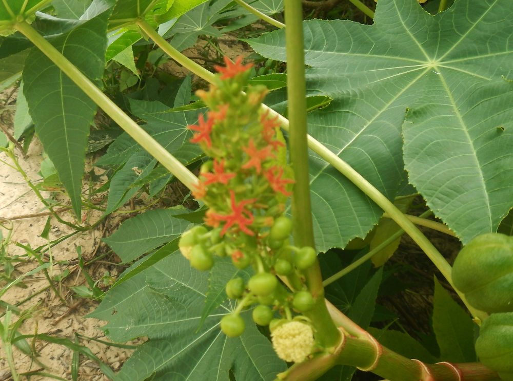 Brasile - nei Lenis Maranhenses: Ricinus communis