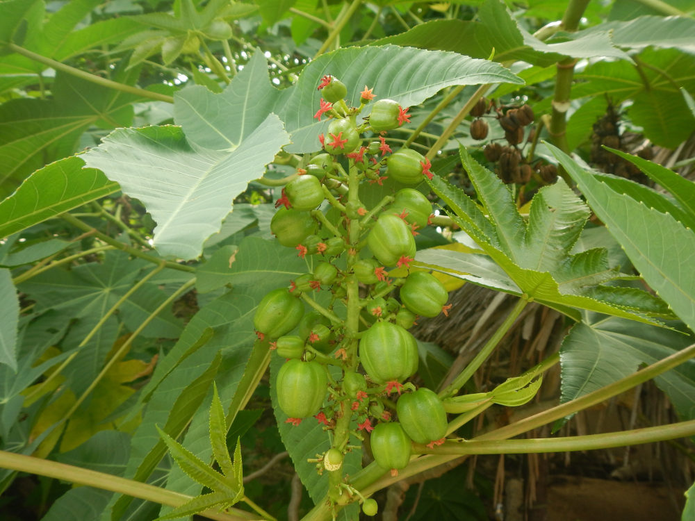 Brasile - nei Lenis Maranhenses: Ricinus communis