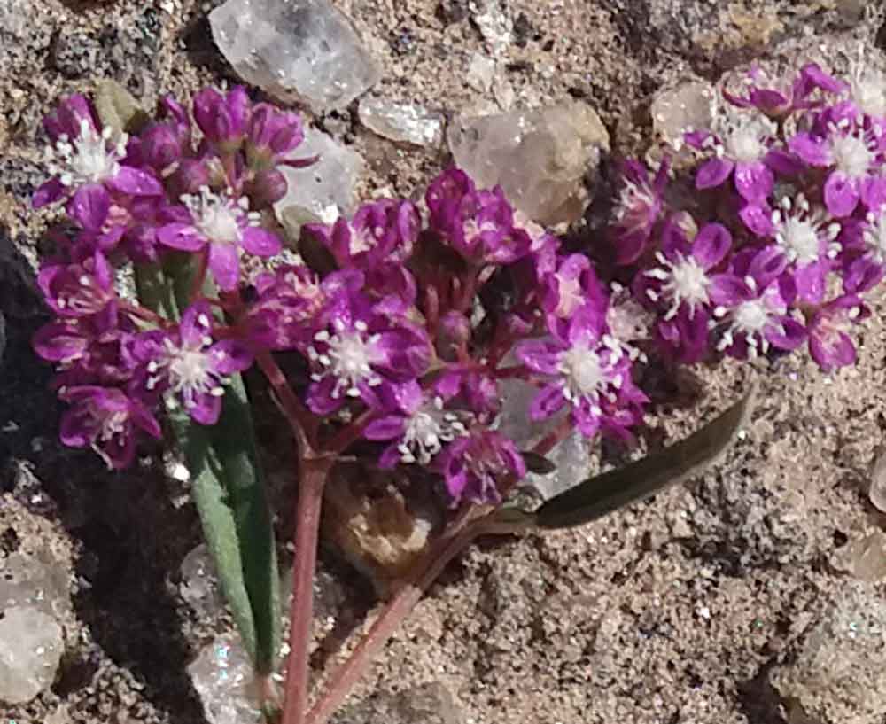 Gisekia africana (Gisekiaceae) - Namibia