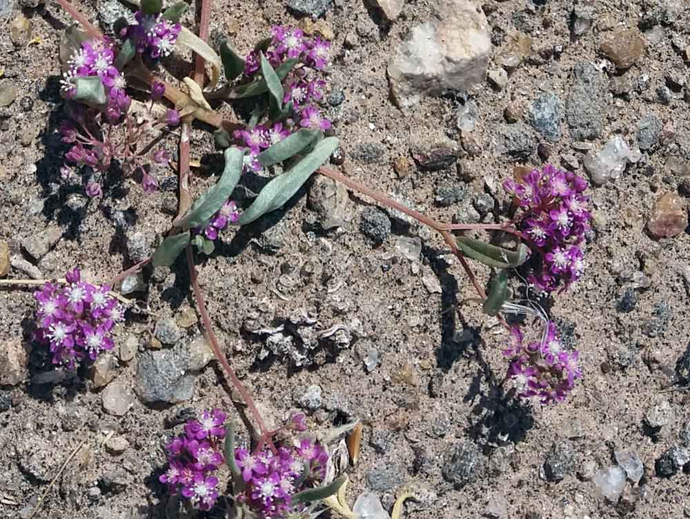 Gisekia africana (Gisekiaceae) - Namibia