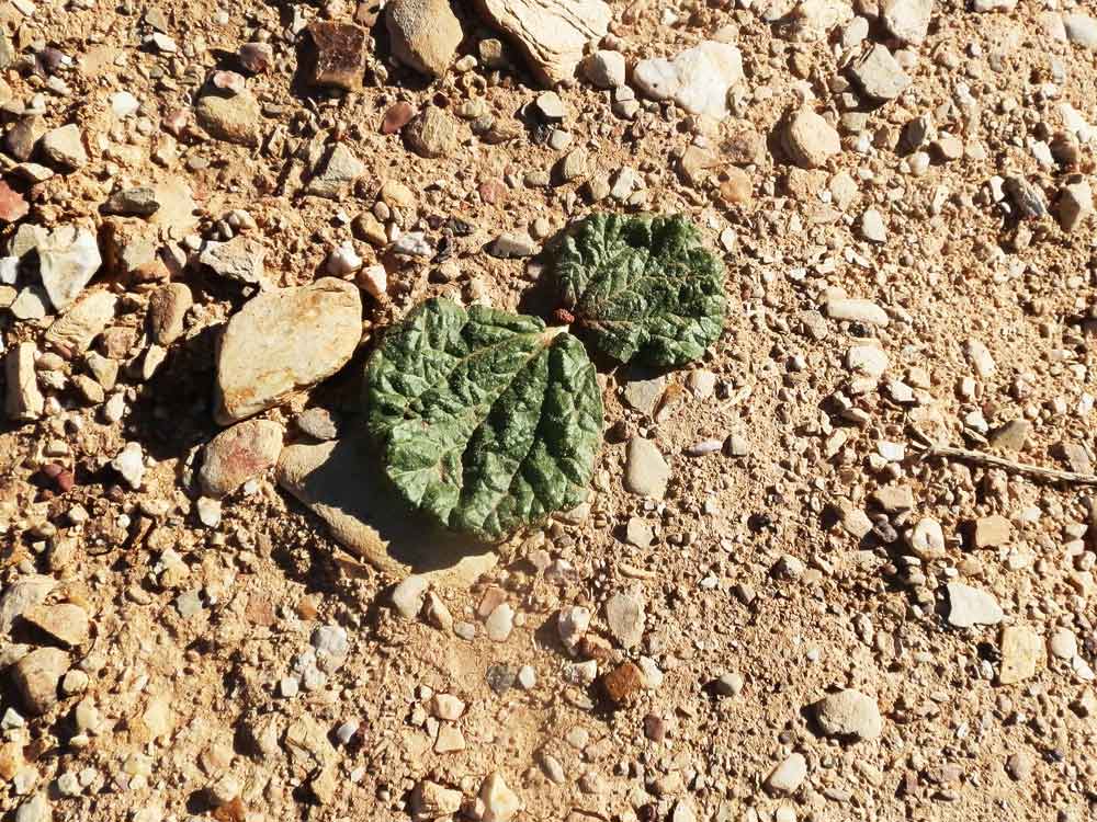 Rheum nanum (Polygonaceae) Mongolia