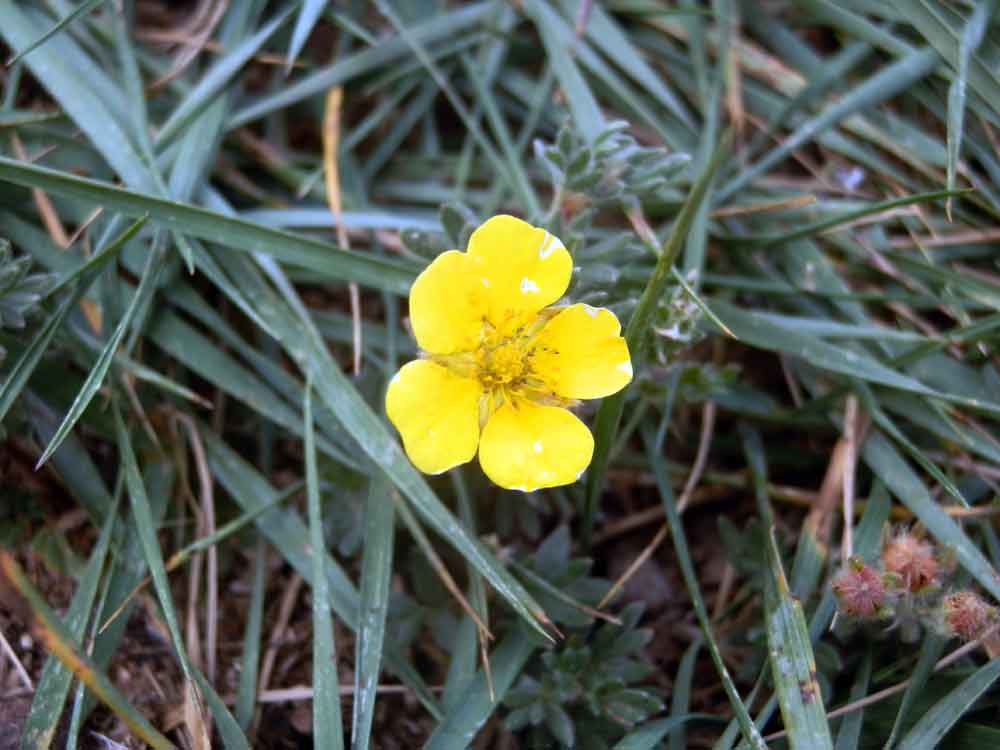 Potentilla cfr. fruticosa L. (Rosaceae)  Mongolia