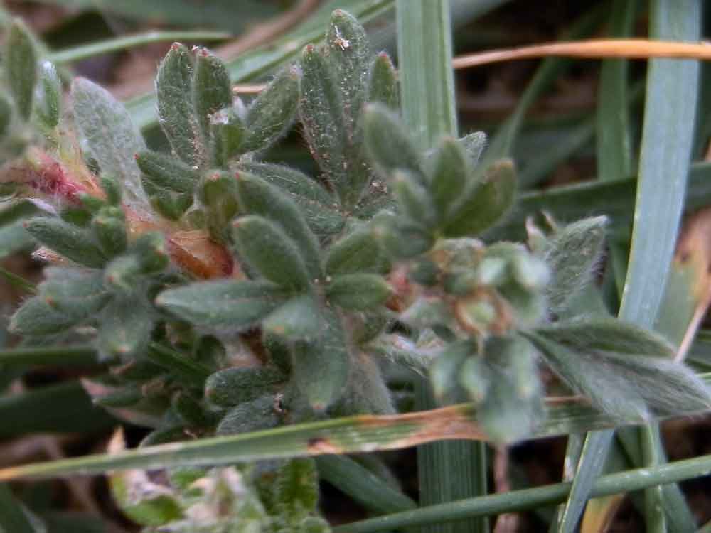 Potentilla cfr. fruticosa L. (Rosaceae)  Mongolia