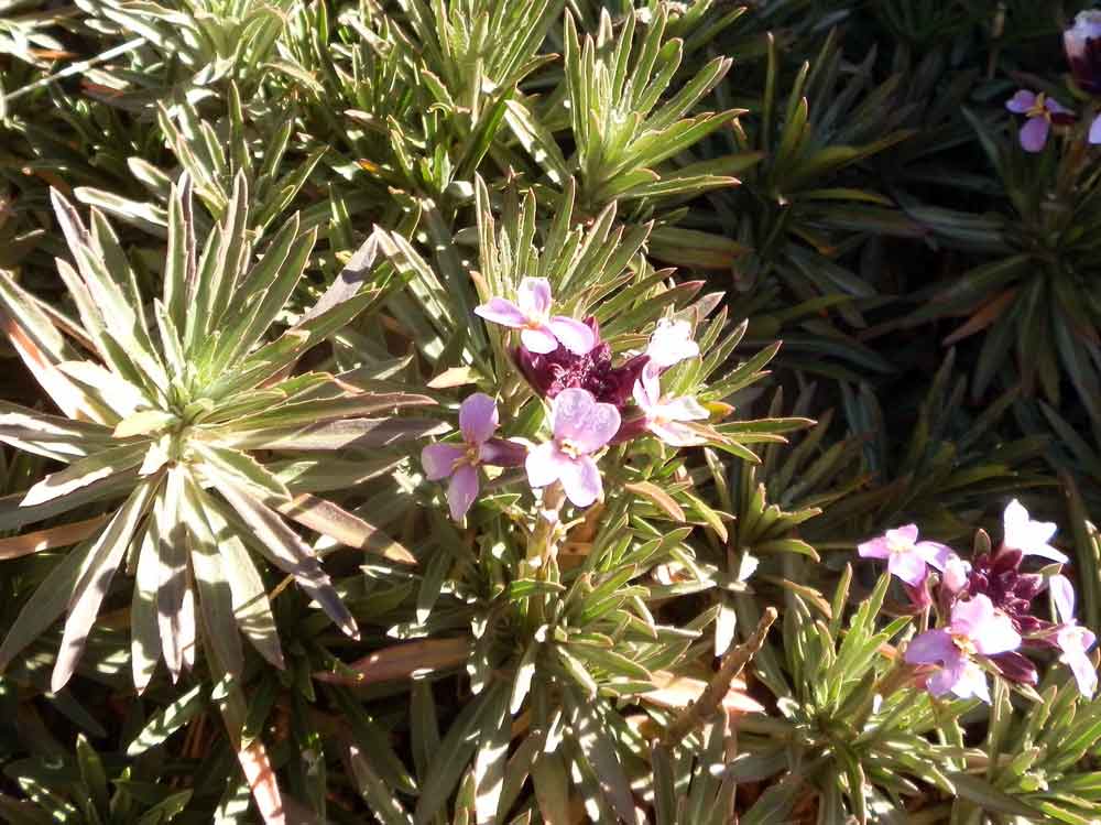 Erysimum bicolor (Hornem.)DC.  - Canarie