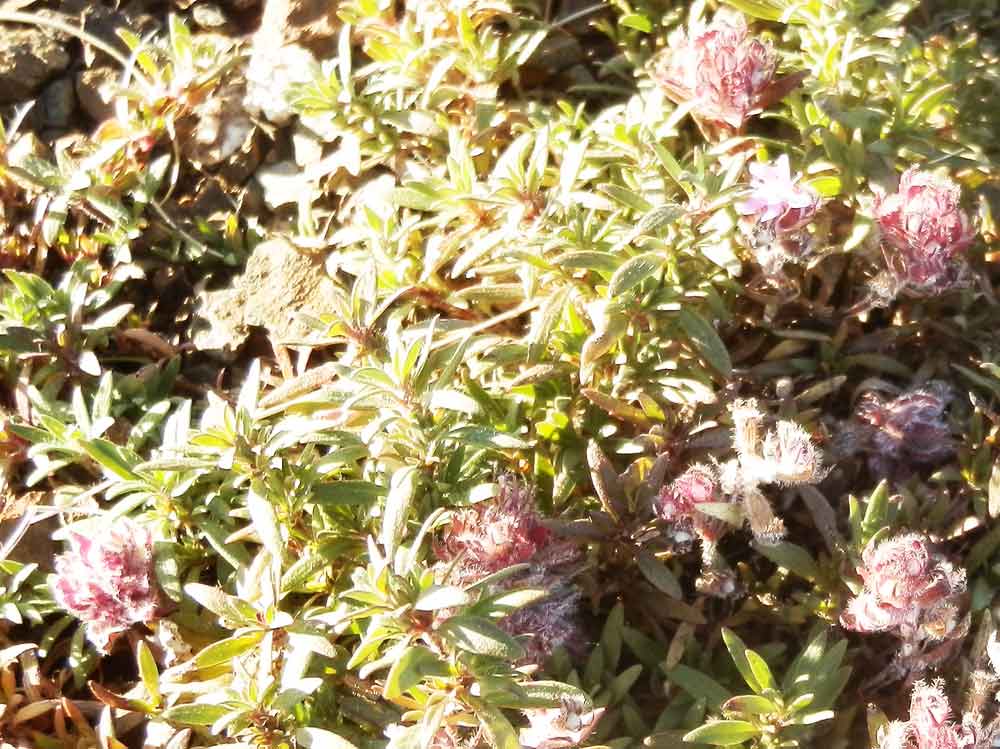 Thymus sp. (Lamiaceae)  - Mongolia