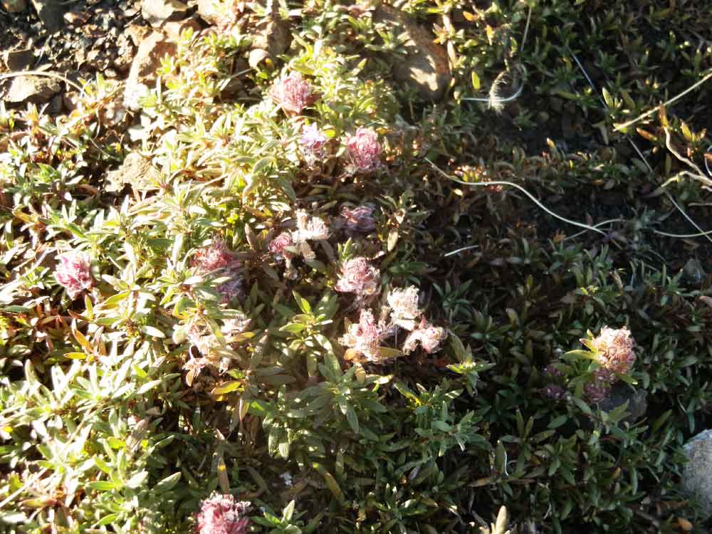 Thymus sp. (Lamiaceae)  - Mongolia