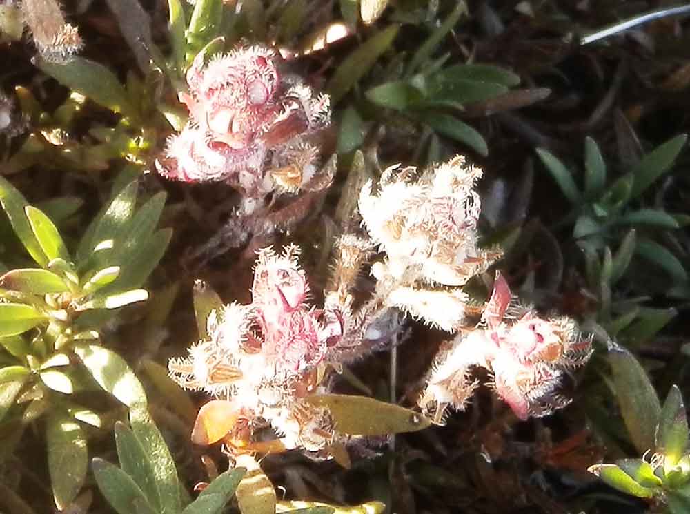 Thymus sp. (Lamiaceae)  - Mongolia