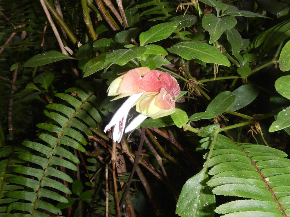 Brasile Justicia sp. cfr Justicia brandegeeana  (Acanthacee)