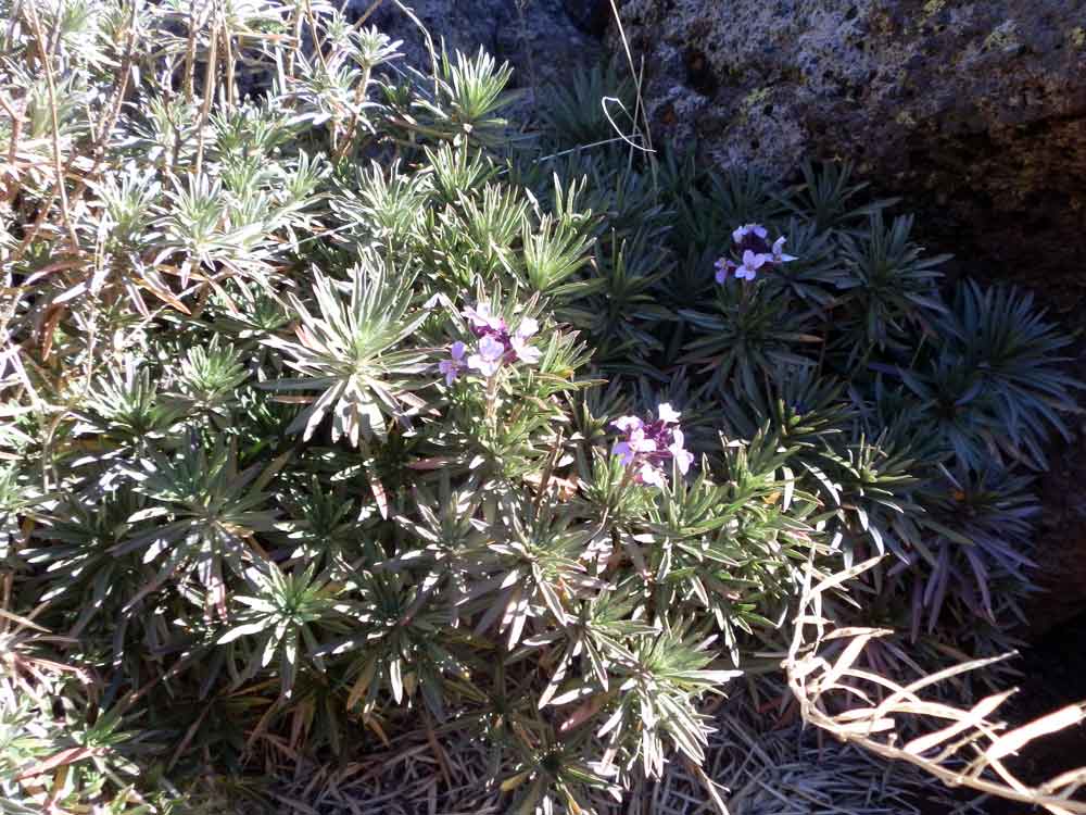 Erysimum bicolor (Hornem.)DC.  - Canarie