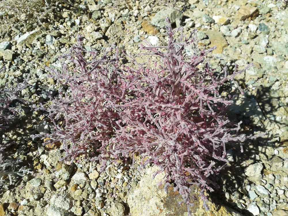 Bassia dasyphylla (Chenopodiaceae/Amaranthaceae) - Mongolia