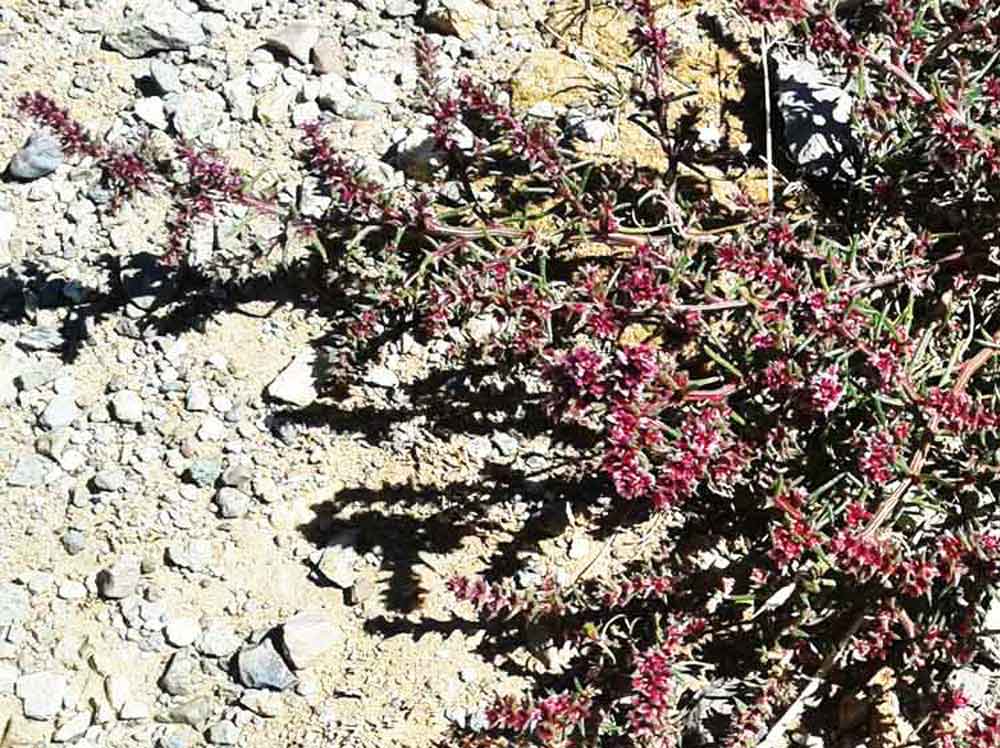 Salsola tragus (Chenopodiaceae) - Mongolia