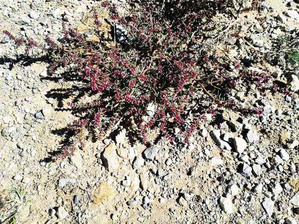 Salsola tragus (Chenopodiaceae) - Mongolia