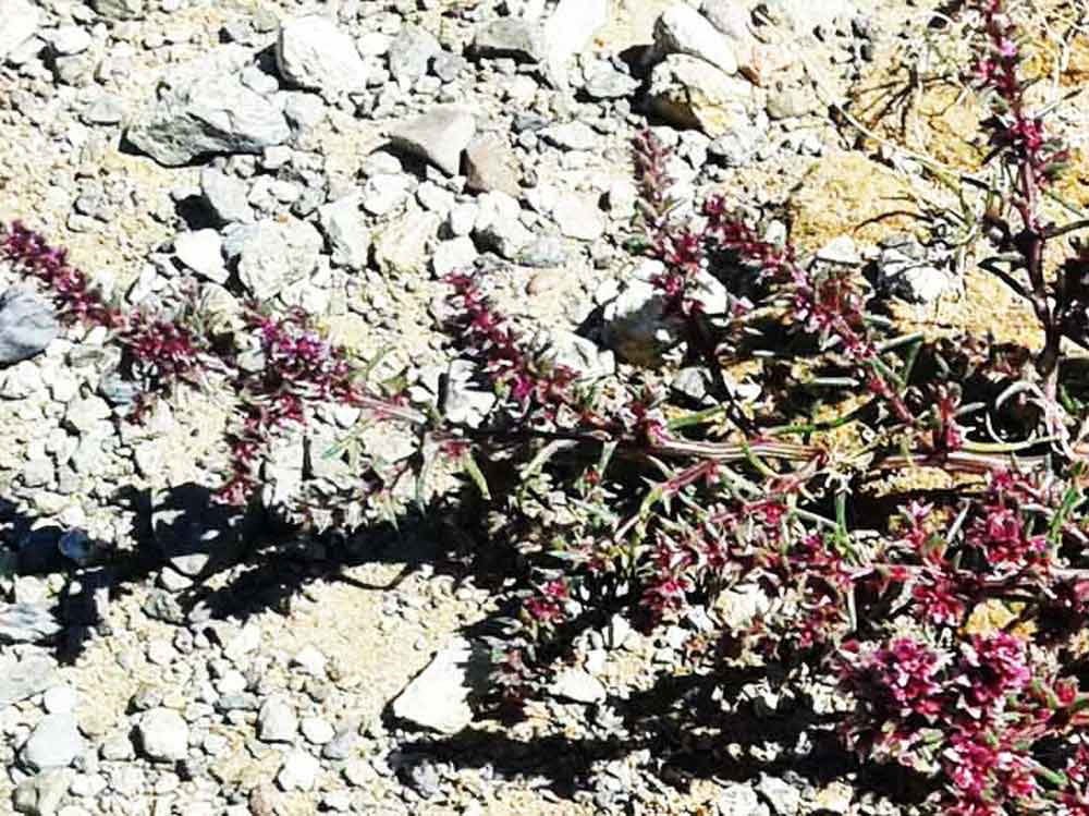 Salsola tragus (Chenopodiaceae) - Mongolia