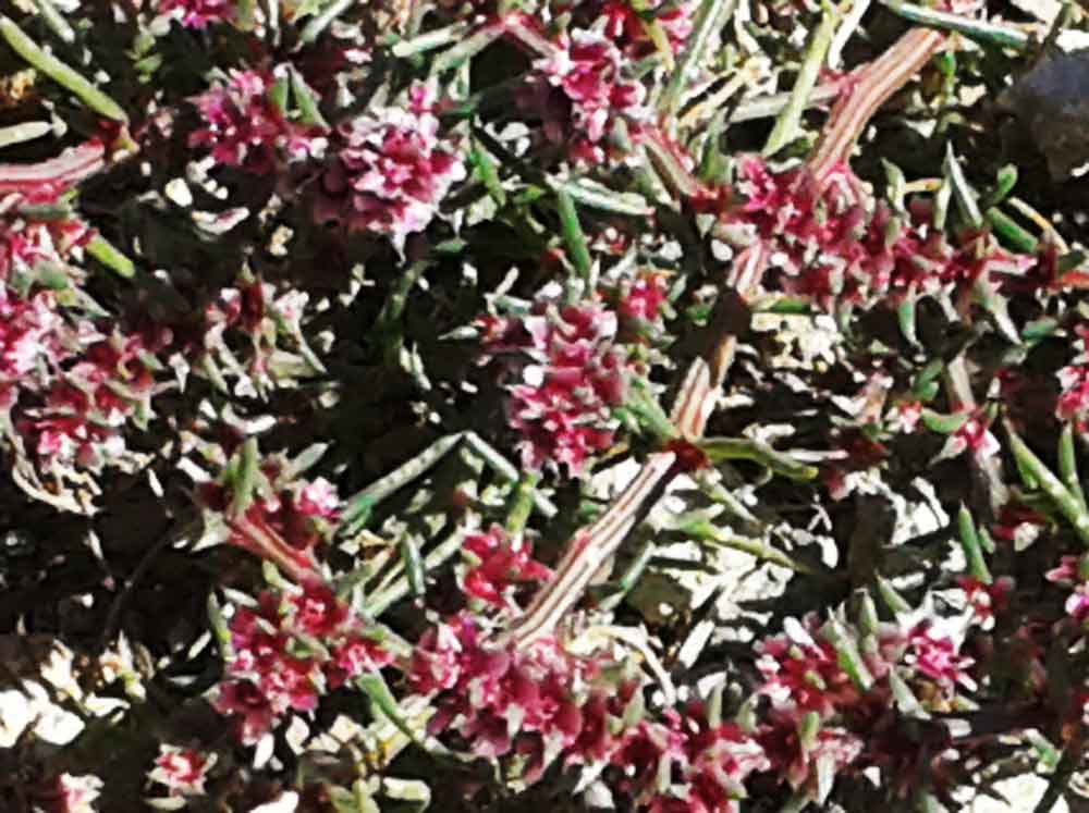 Salsola tragus (Chenopodiaceae) - Mongolia