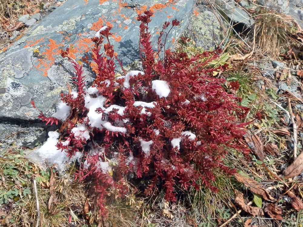 Rhodiola quadrifida (=Sedum quadrifidum) - Mongolia