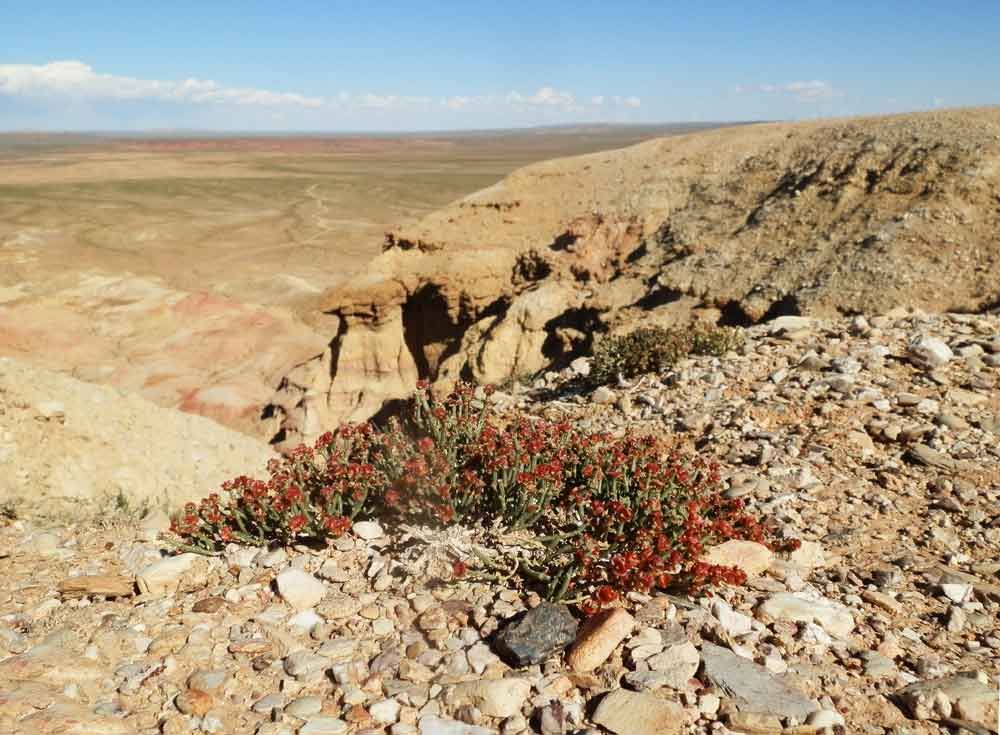 Anabasis brevifolia (Chenopodiaceae) - Mongolia