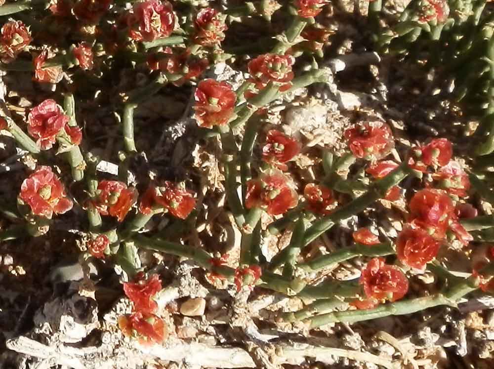 Anabasis brevifolia (Chenopodiaceae) - Mongolia