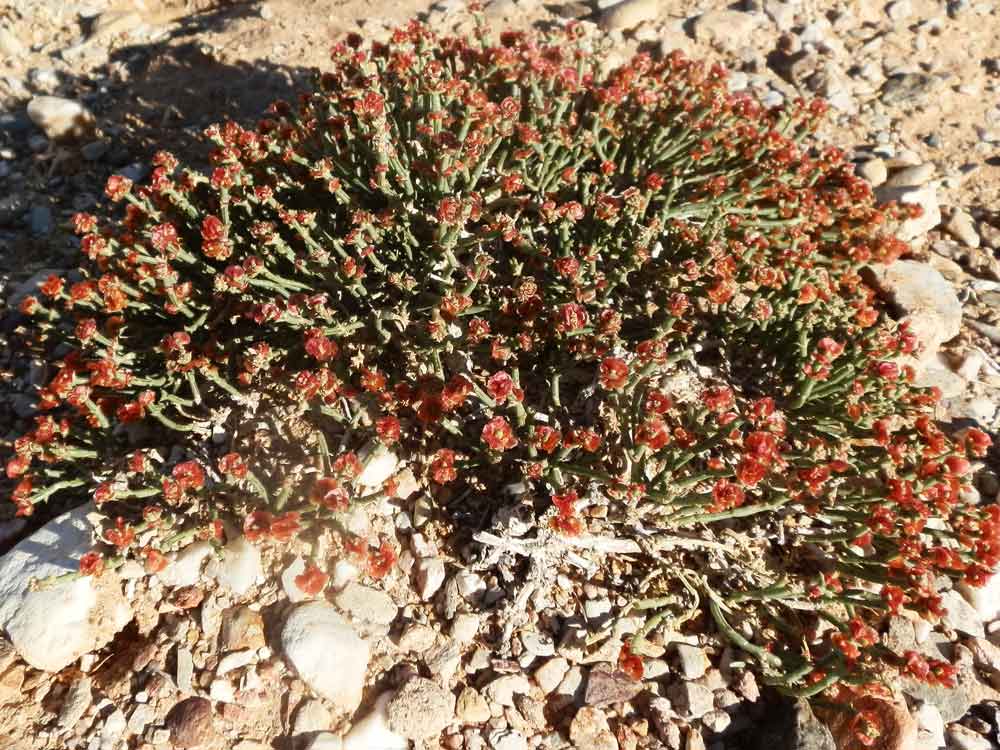 Anabasis brevifolia (Chenopodiaceae) - Mongolia