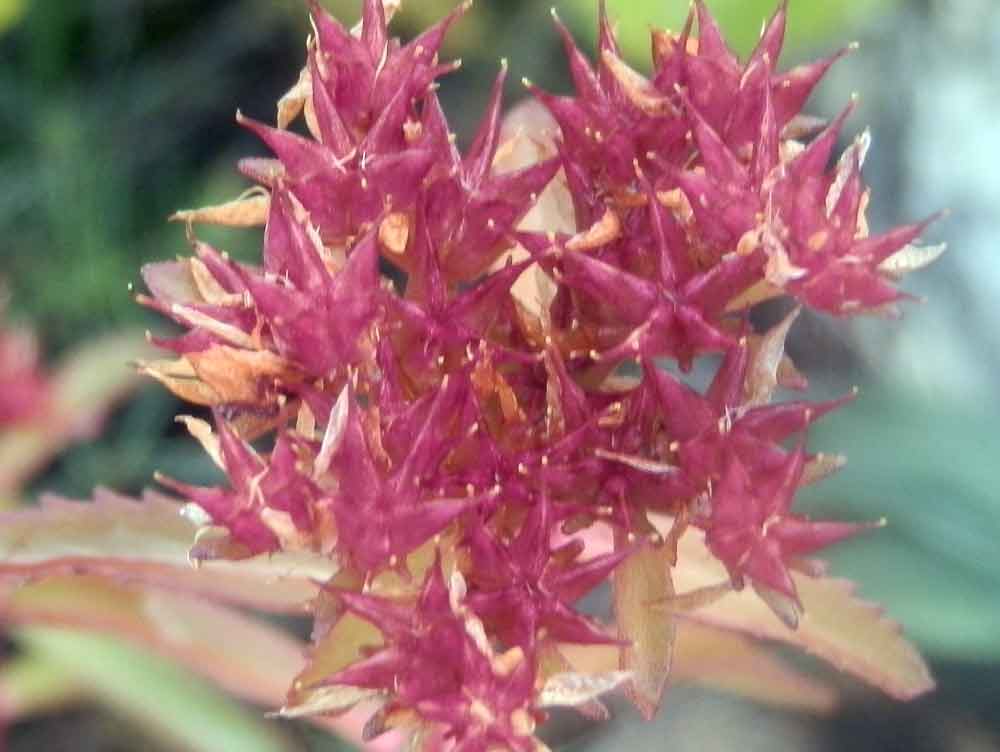 Rhodiola sp. (Crassulaceae)   -  Mongolia