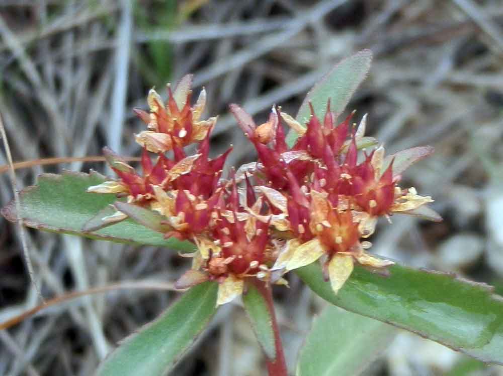 Rhodiola sp. (Crassulaceae)   -  Mongolia