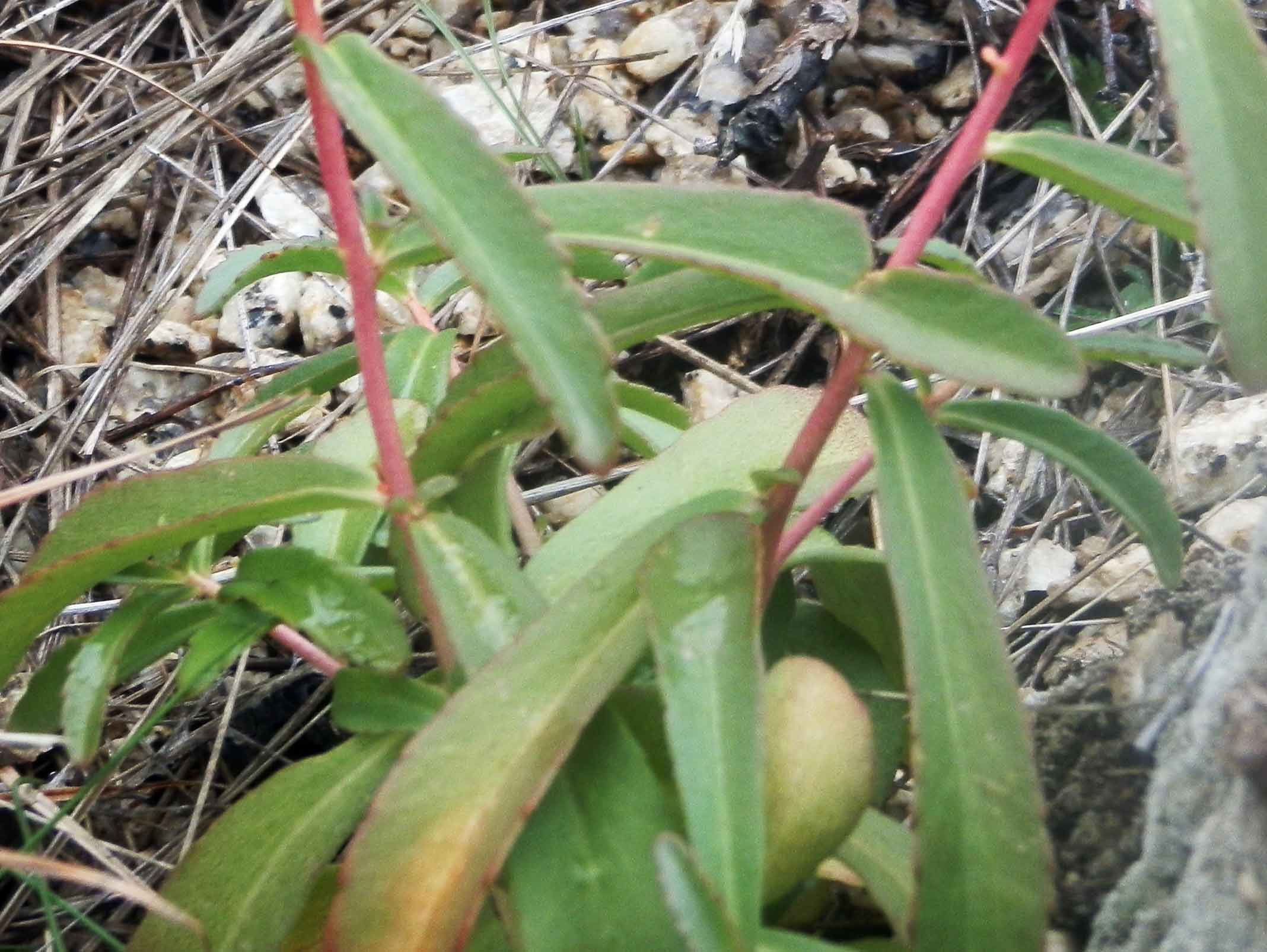 Rhodiola sp. (Crassulaceae)   -  Mongolia