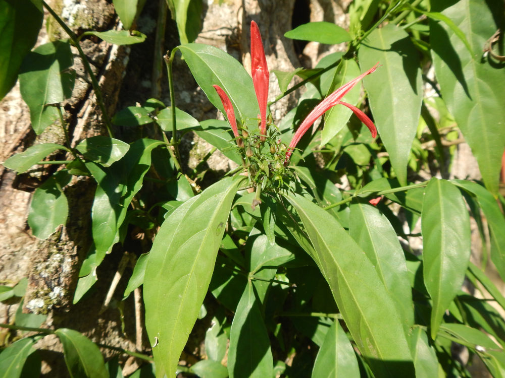 Brasile - Iguaz:  Justicia brasiliana (Acanthaceae)