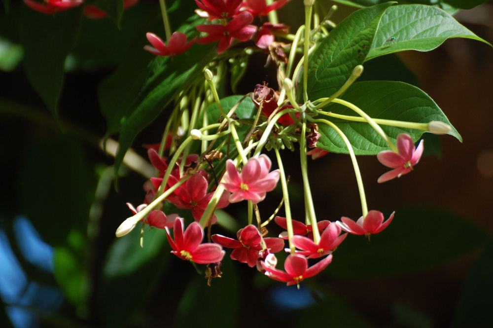 Brasile - nei Lenis Maranhenses: Combretum indicum (= Quisqualis indica) (Combretaceae)