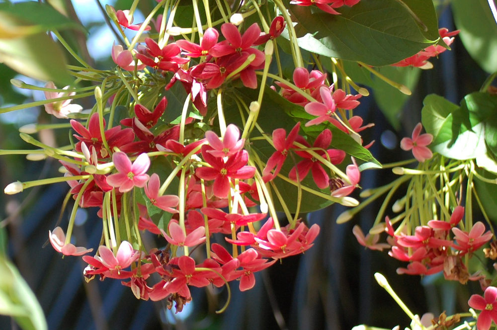 Brasile - nei Lenis Maranhenses: Combretum indicum (= Quisqualis indica) (Combretaceae)