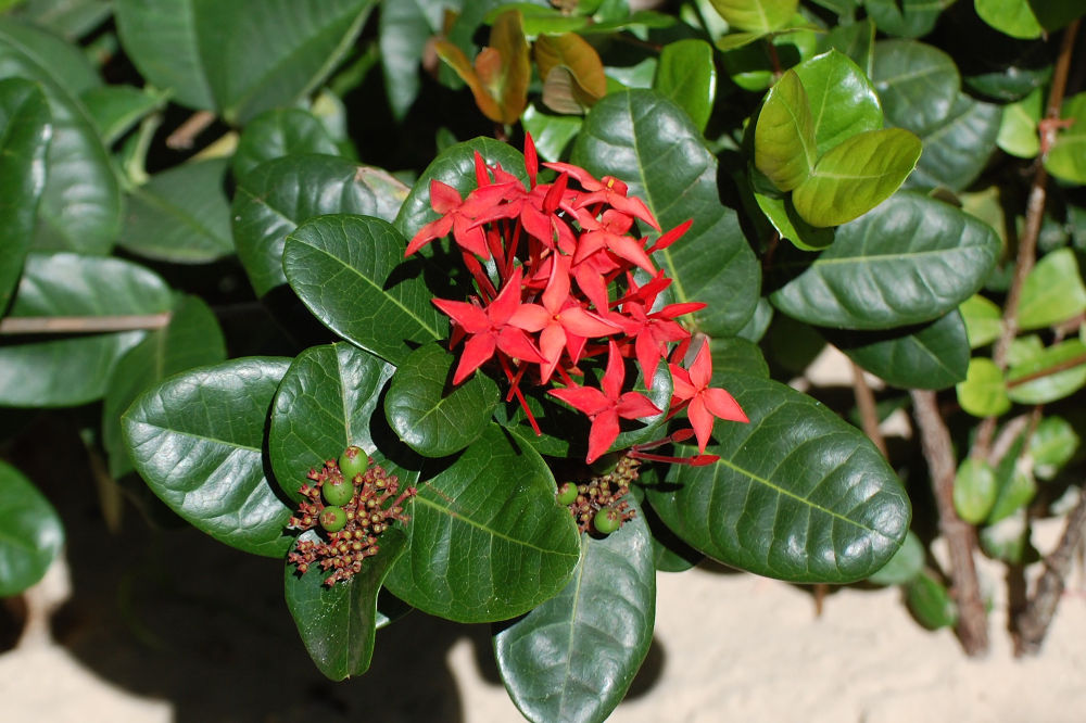 Brasile - nei Lenis Maranhenses: Ixora coccinea (Rubiaceae)