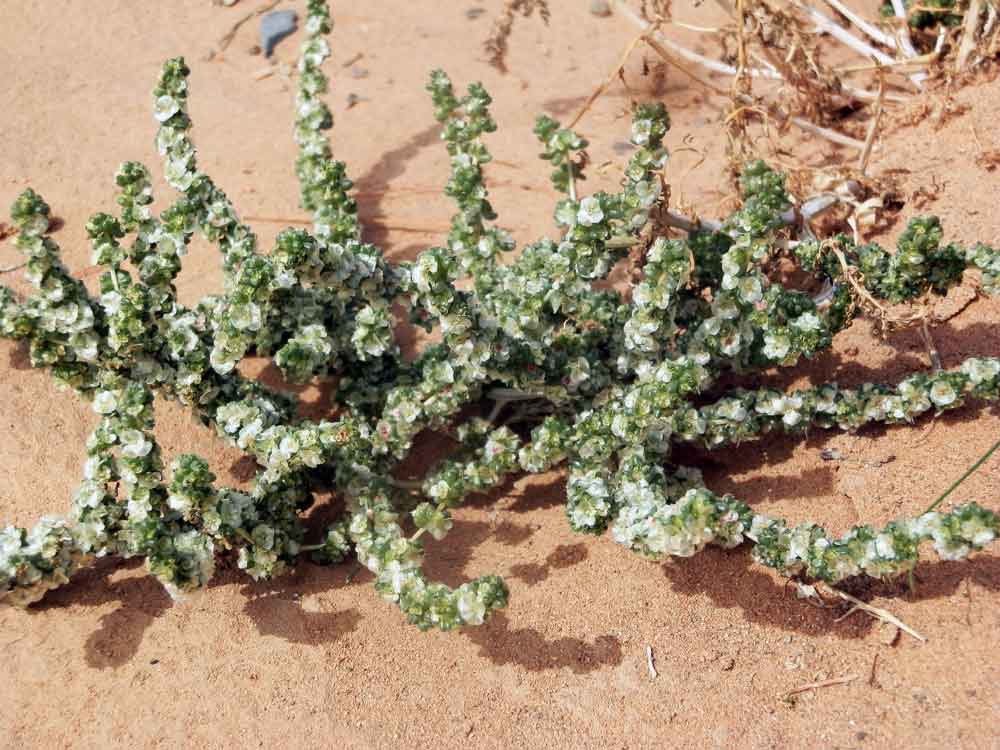 Chenopodiaceae: cfr. Salsola foliosa ?  - Mongolia