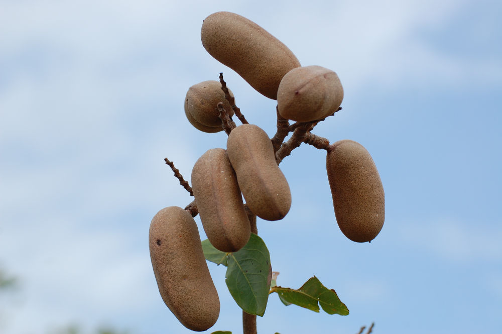 Brasile - nei Lenis Maranhenses: Hymenaea courbaril (Fabaceae)