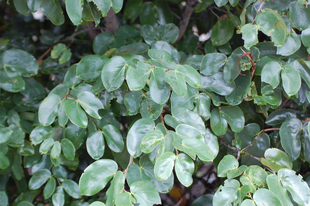 Brasile - nei Lenis Maranhenses: Hymenaea courbaril (Fabaceae)