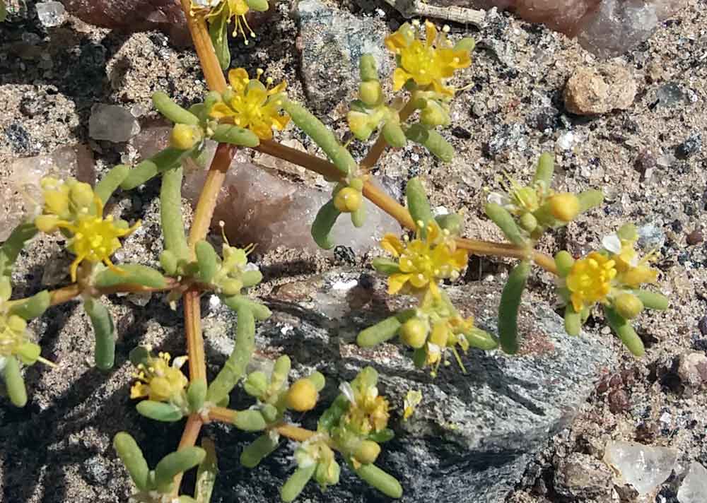 Tetraena simplex (Zygophyllaceae) - Namibia