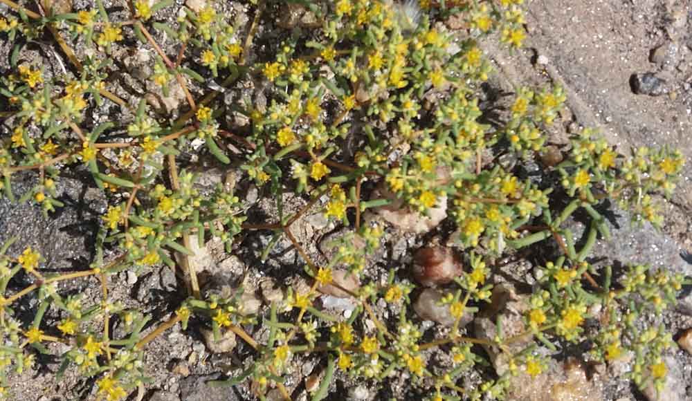 Tetraena simplex (Zygophyllaceae) - Namibia