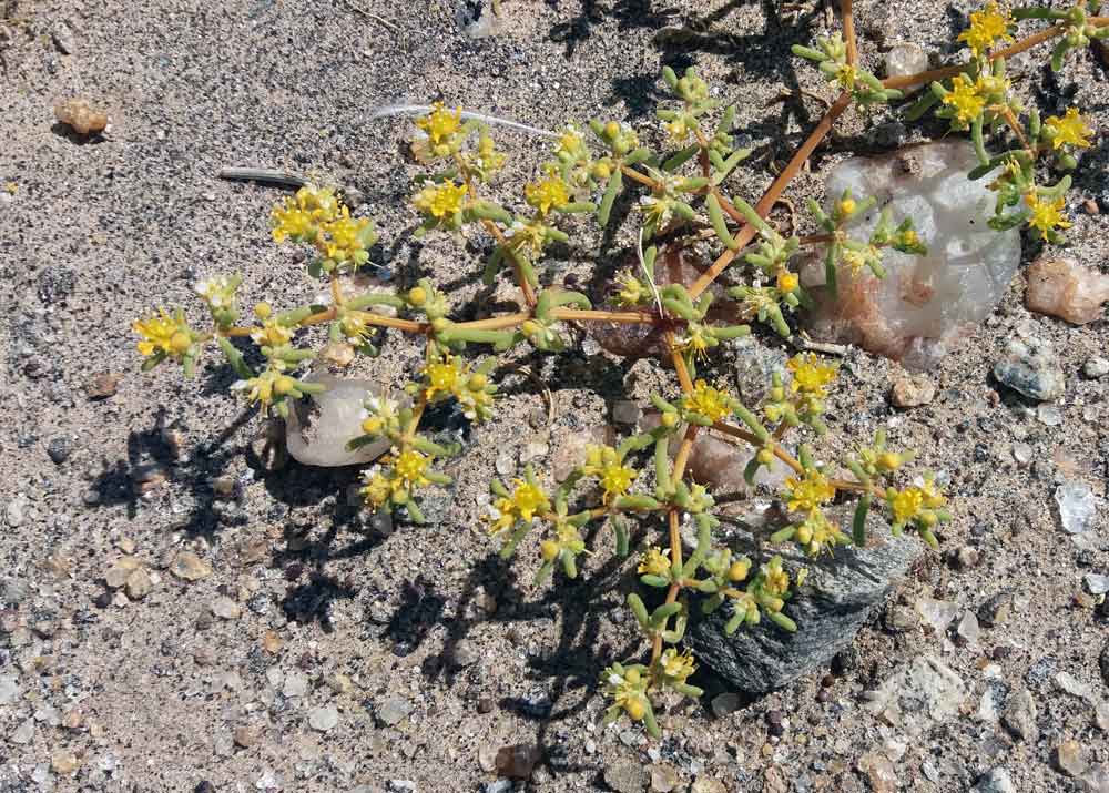 Tetraena simplex (Zygophyllaceae) - Namibia