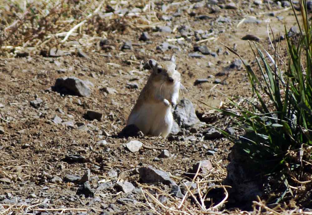 Gerbillo / Meriones unguiculatus   - Mongolia