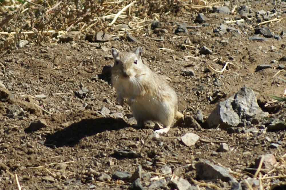 Gerbillo / Meriones unguiculatus   - Mongolia