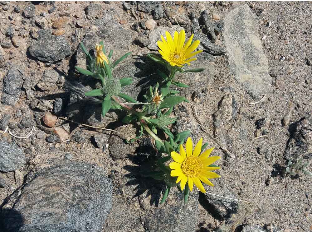 Hirpicium gazanioides  (Asteraceae) - Namibia