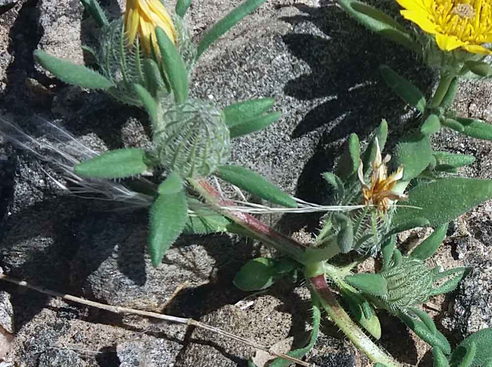 Hirpicium gazanioides  (Asteraceae) - Namibia