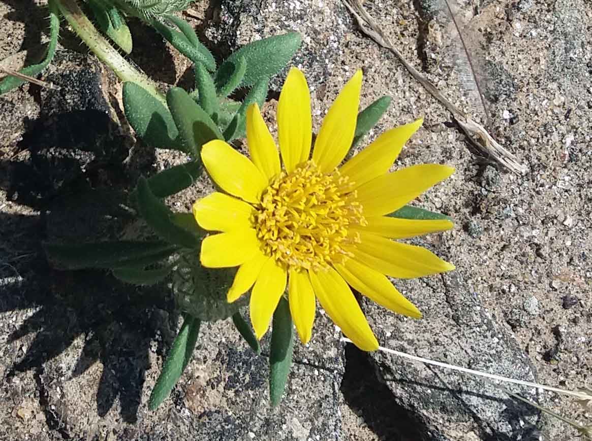 Hirpicium gazanioides  (Asteraceae) - Namibia