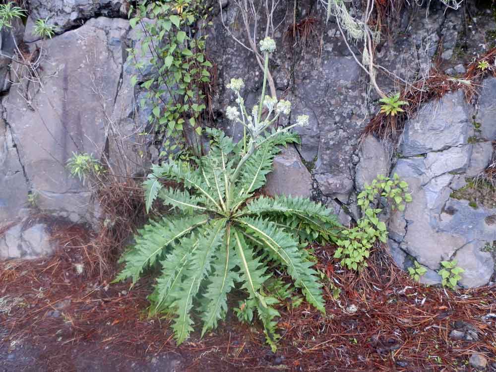 Sonchus hierrensis - Canarie