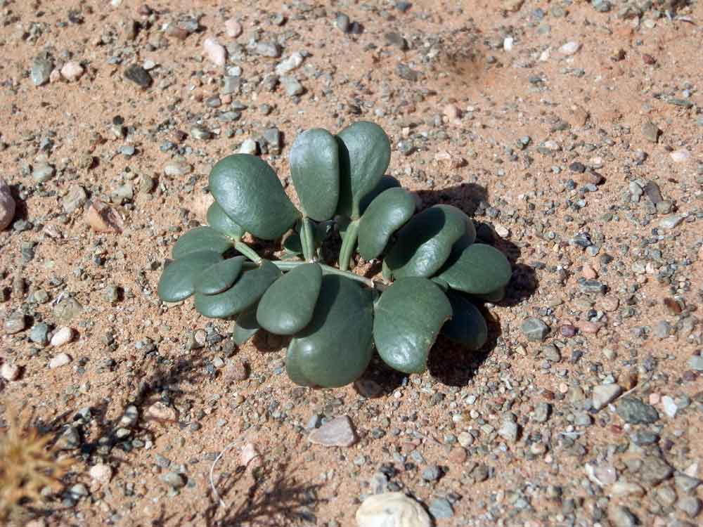 Zygophyllum cfr. gobicum (Zygophyllaceae)  -  Mongolia