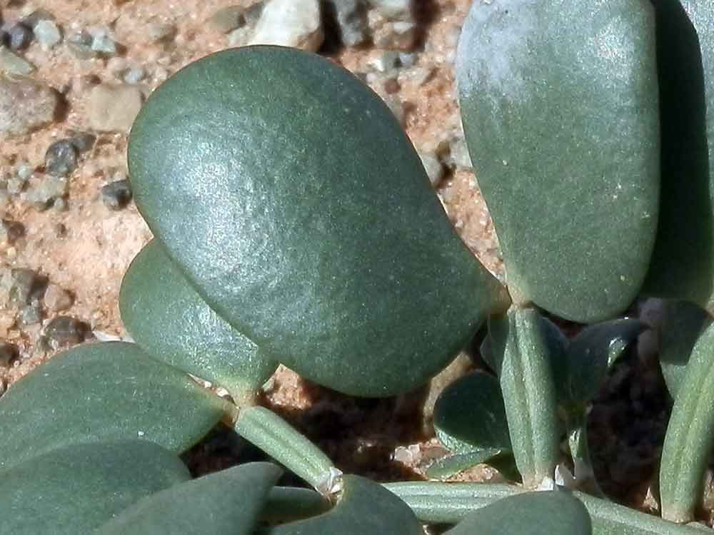 Zygophyllum cfr. gobicum (Zygophyllaceae)  -  Mongolia