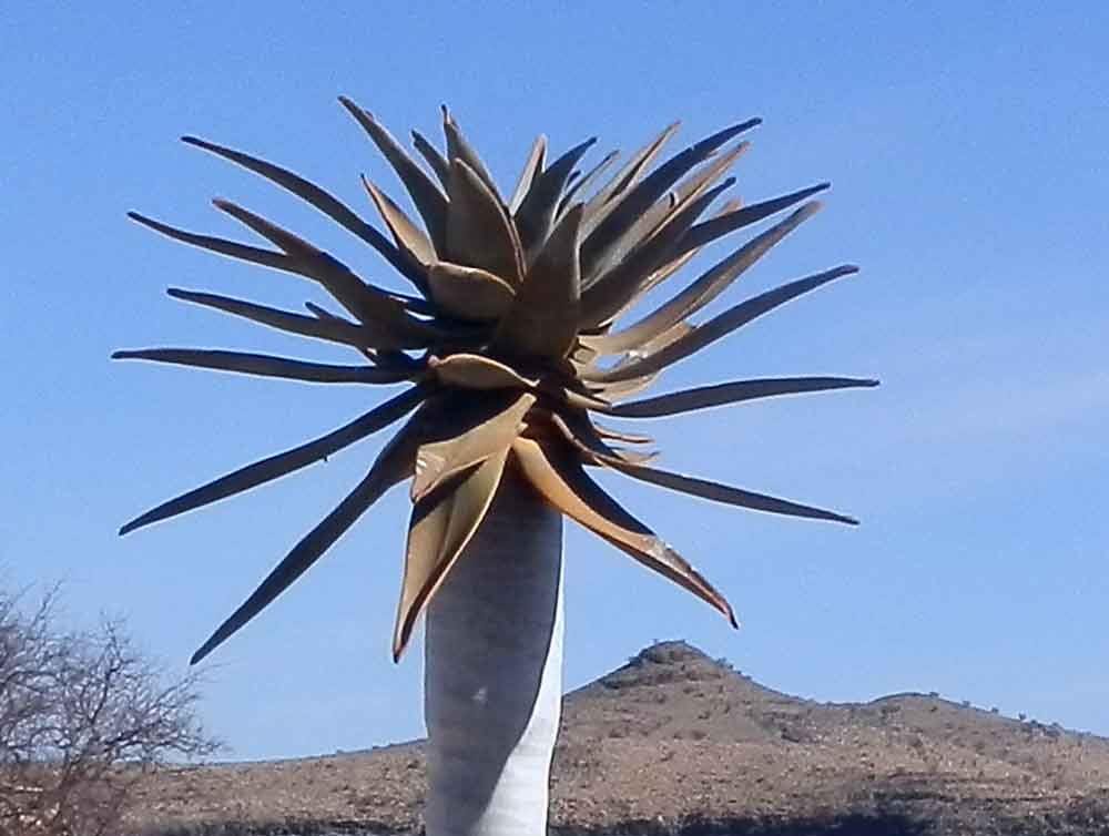 Aloe dichotoma - Namibia