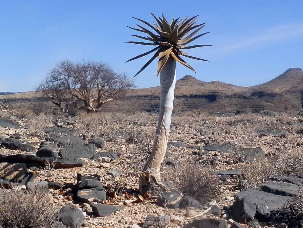 Aloe dichotoma - Namibia