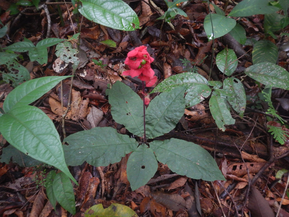 Brasile - pianta della foresta amazzonica