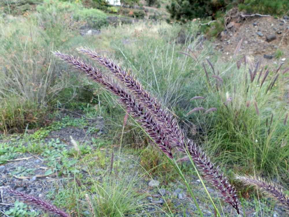 Pennisetum setaceum - Canarie