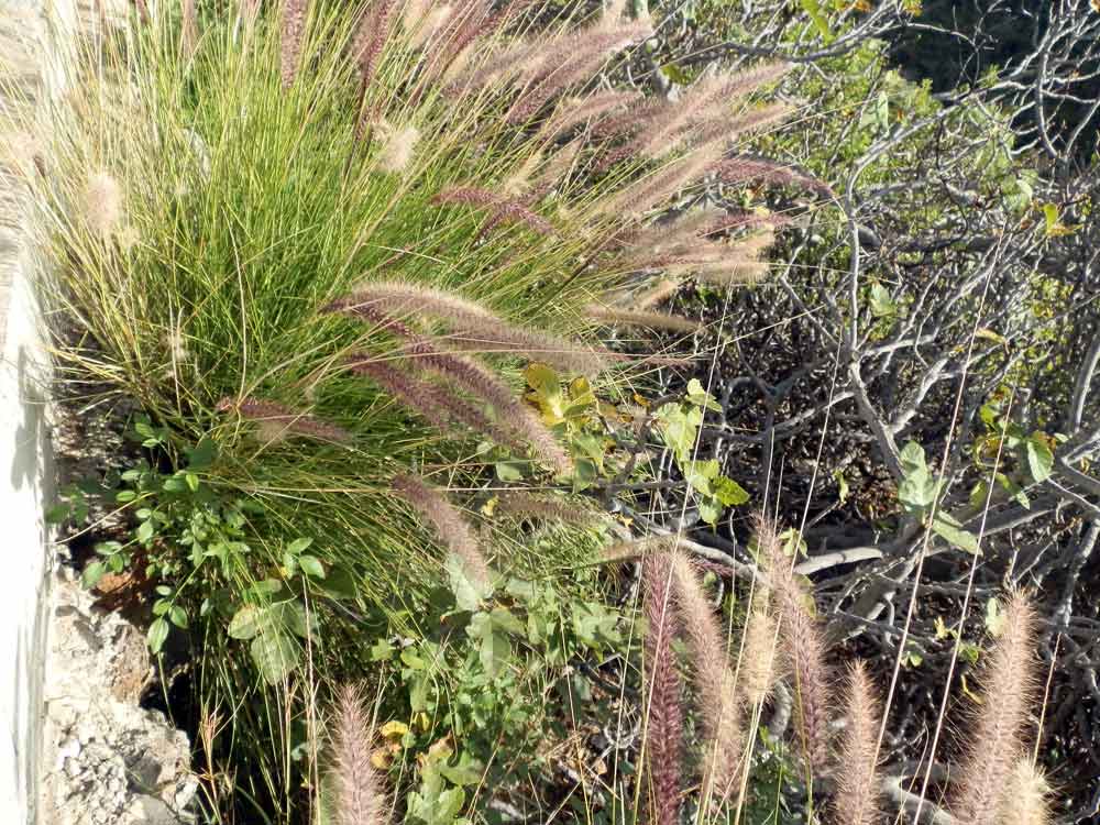 Pennisetum setaceum - Canarie